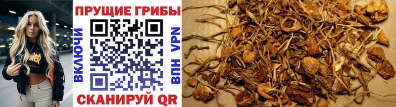 Галлюциногенные грибы MAGIC MUSHROOMS как найти наркотики Салехард